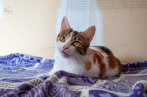 KIki
