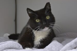dsc3370