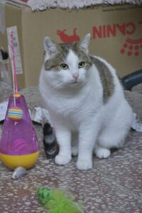 dsc3701