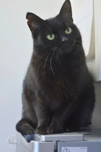 perla4