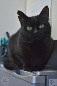 perla5