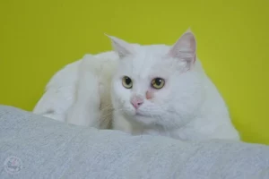 pusik1