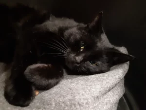 simon-3