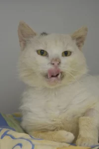 tadziu1