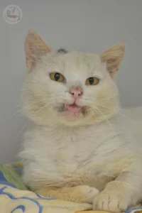 tadziu2