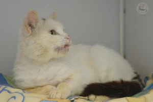 tadziu3