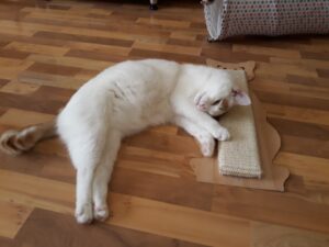 IMG_20250619_135552