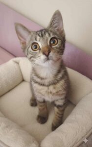 21c29ed3-8ad1-4024-8369-d0db5c4606b4