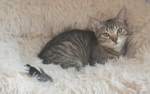 5bbd9bdd-821e-4b6e-9a46-3bf7fd65e581