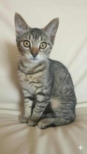 740daaae-5c36-442d-b7b2-2af55928d2ff