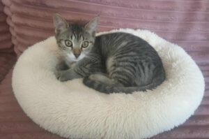 9c81b9f7-cc28-4faa-9de1-5b9d4f2ff2a2