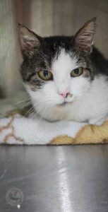 582616447_739485945861469_658523311003670_n