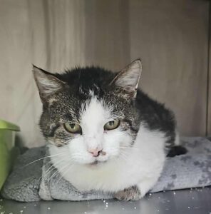 589715598_1600487118030012_2235139397617061077_n