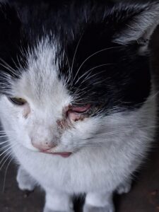 5966c639-ca73-47e3-b3f4-f8690ed62609