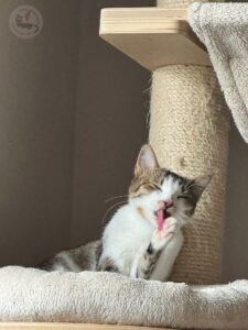 8551620e-75eb-480f-a217-1c7a4a076b8d