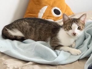 9ae2d7f9-b6e1-43b7-9242-69f73b8ebc6a