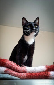 dffd1fd3-0d01-4ac4-b8af-e664a9da309b