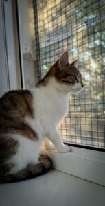 ec15064b-d00f-4446-b253-c27aa6672273