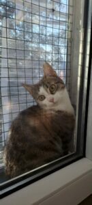 fbc8ded7-efcb-4772-b619-d76ffbfed980