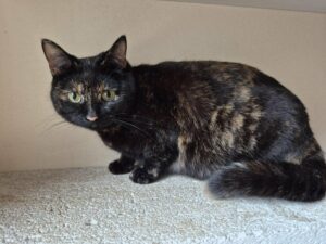 e9c1850e-c279-4fa6-9aed-6ee230f137c6