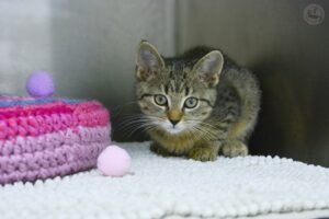 _DSC3206